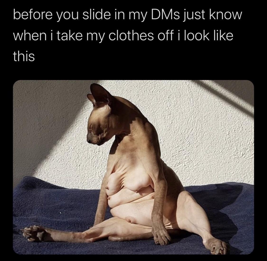 30 Animal Memes That Will Bring Joy To Your Day 1 Before you slide in my DMs - animal memes