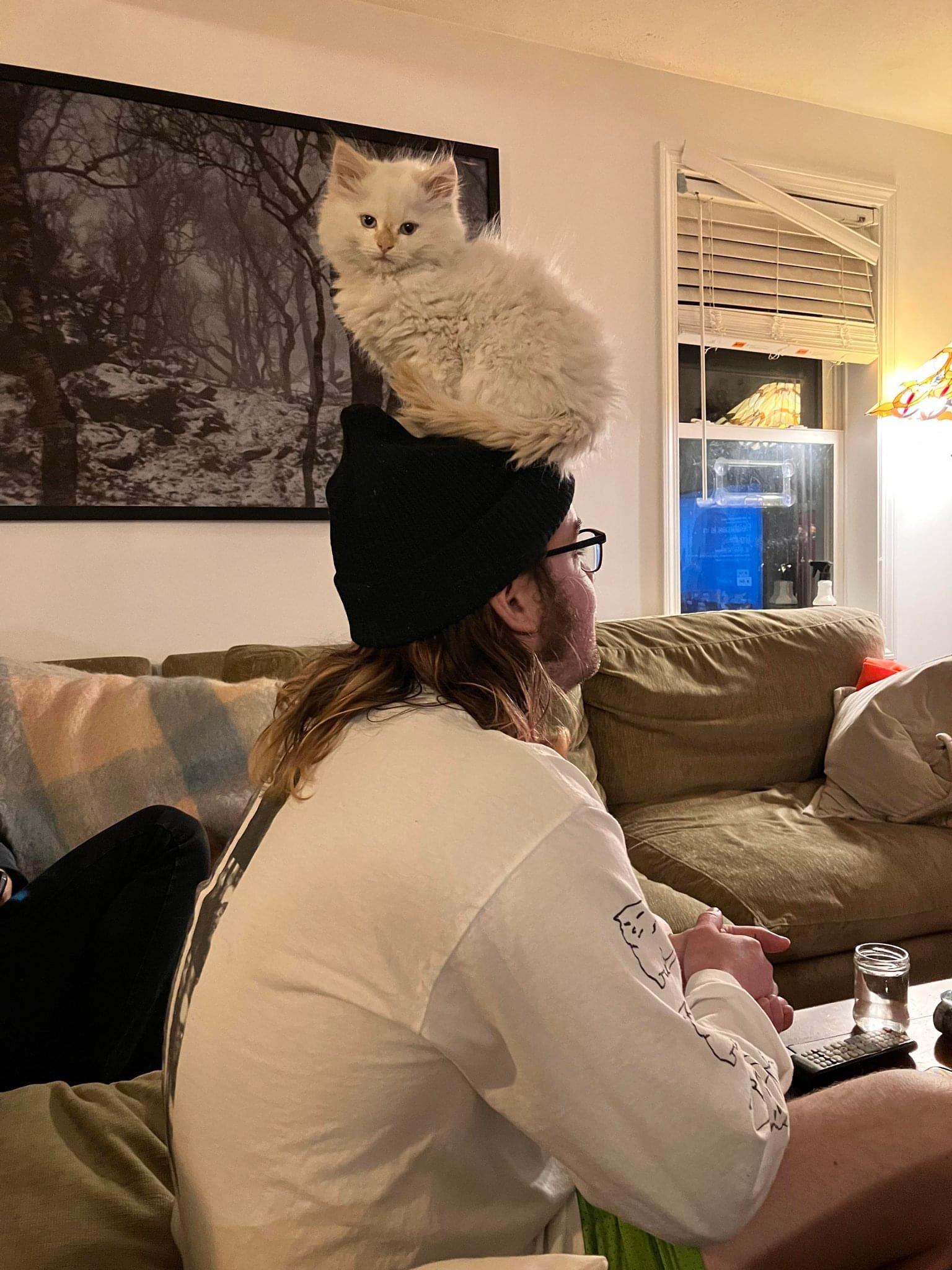 35 Reasons Why You Need To Quit Your Job And Become A Cat 4 Cat sitting on human head