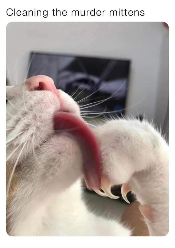 35 Reasons Why You Need To Quit Your Job And Become A Cat 6 cleaning the murder mittens - quit your job memes