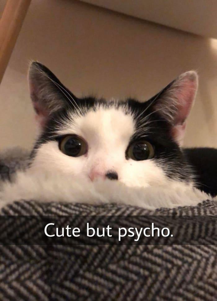 35 Reasons Why You Need To Quit Your Job And Become A Cat 7 cute but psycho - quit your job memes