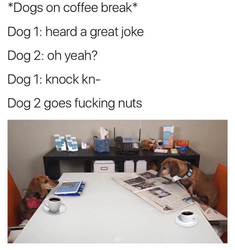 35 Dog Memes That Will Make You Laugh And Reduce Stress 32 Dogs on coffee break
