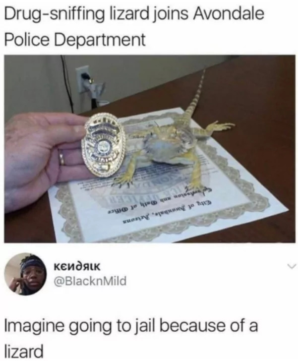 25 Lizard Memes to Honor World Lizard Day 3 Drug sniffing lizard - Lizard Memes