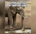 Elephant Memes on World Elephant Day - FG