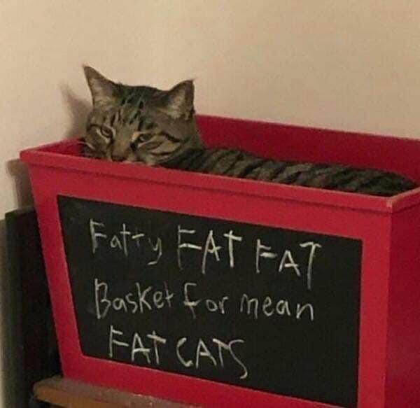 30 Cat Memes to Pounce on for International Cat Day Giggles 7 Fat cats - Cat Memes