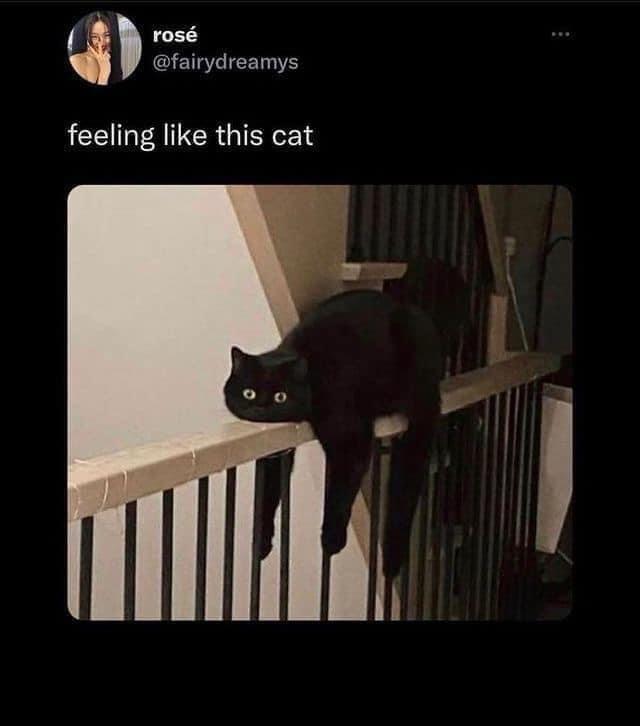 30 Cat Memes to Pounce on for International Cat Day Giggles 8 Feeling like this cat - Cat Memes