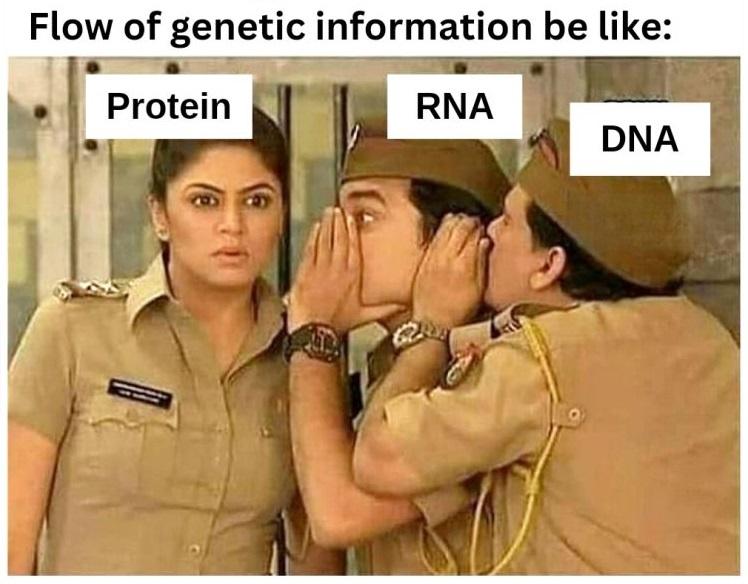 24 DNA Memes That Are Genetically Engineered for Laughs 8 Flow of genetic info - DNA Memes
