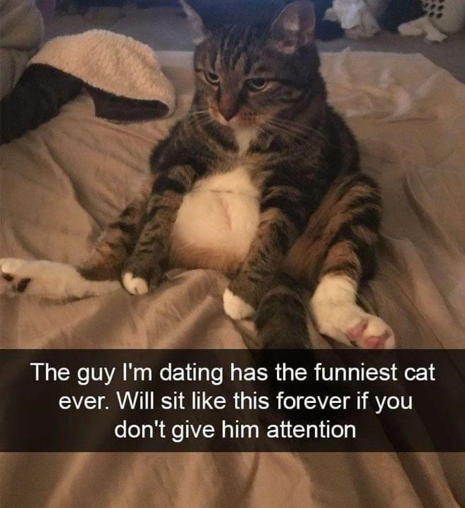 35 Reasons Why You Need To Quit Your Job And Become A Cat 8 funniest cat ever - quit your job memes
