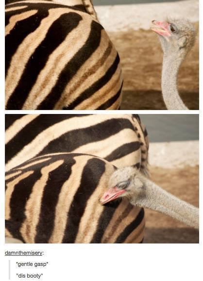 30 Animal Memes That Will Bring Joy To Your Day 26 Gentle gasp