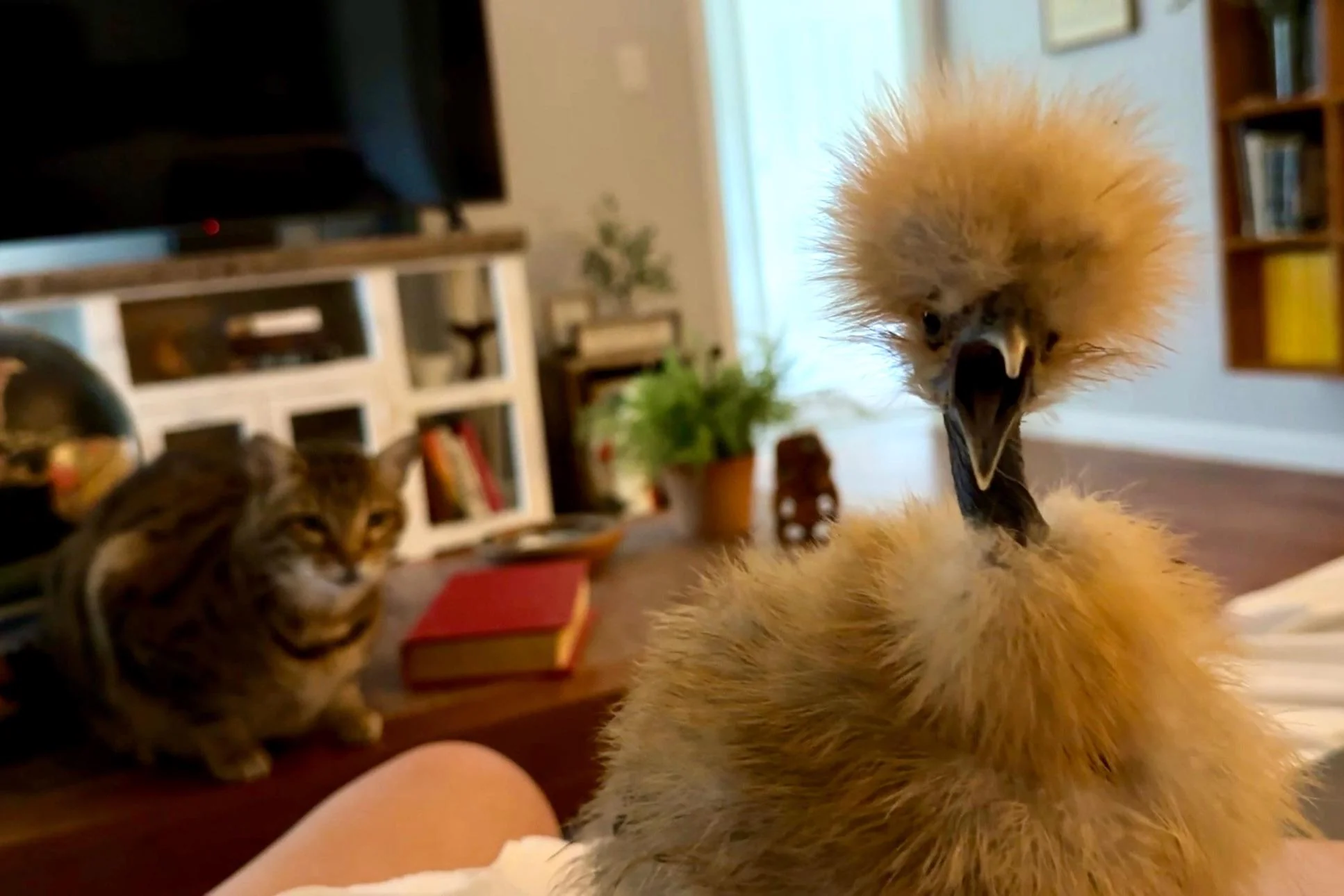25 Funny Animal Expressions That Look Straight Out of a Cartoon 3 Georgia found out there’s a cat in the house! - Funny Animal Expressions