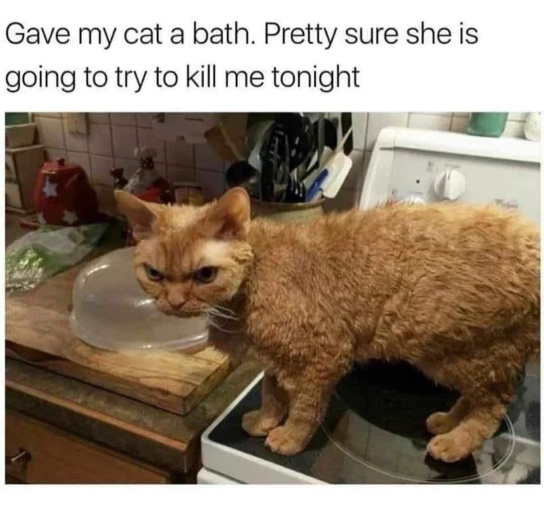 30 Cat Memes to Pounce on for International Cat Day Giggles 10 Give my cat a bath - Cat Memes