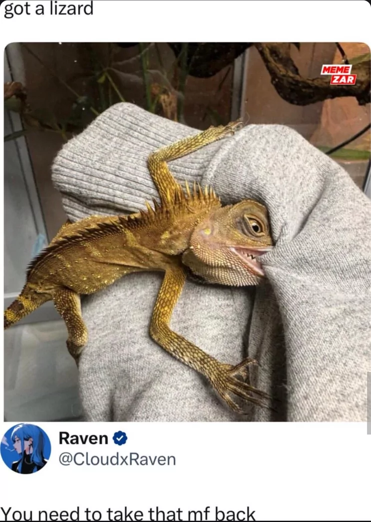 30 Lizard Memes to Honor World Lizard Day 29 Got a lizard