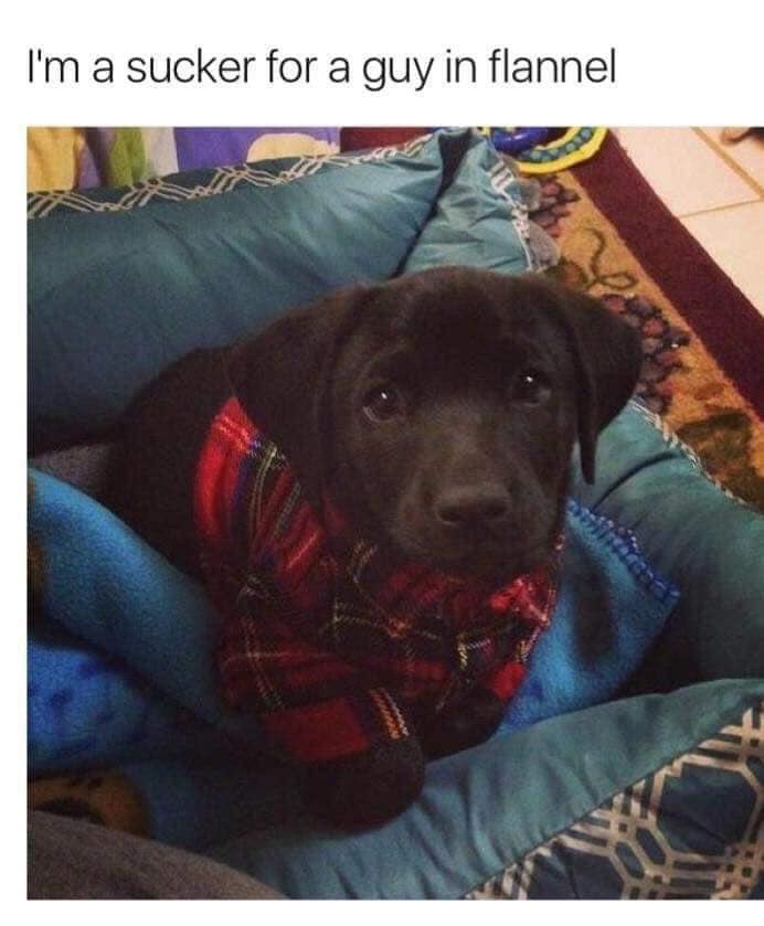 35 Dog Memes That Will Make You Laugh And Reduce Stress 10 Guy in flannel - dog memes