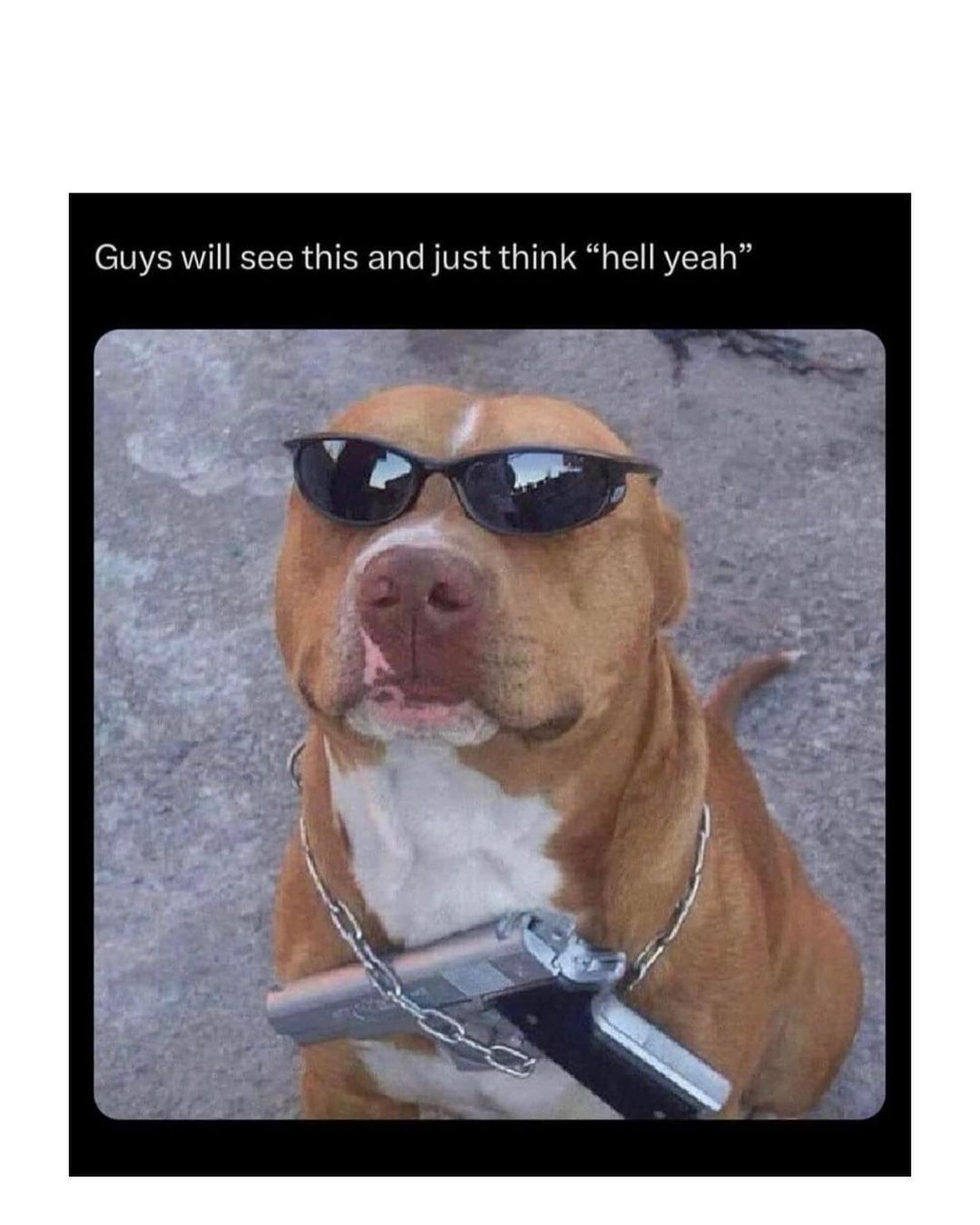 20 Notorious Animal Memes to Add Some Wild Humor to Your Day 4 Guys will see this - Notorious Animal Memes
