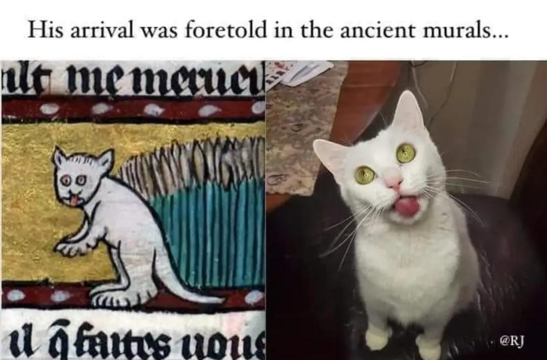 30 Cat Memes to Pounce on for International Cat Day Giggles 13 His arrival - Cat Memes