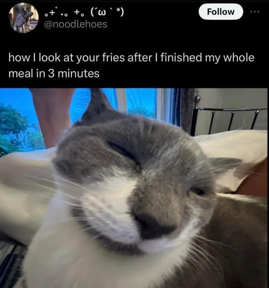 30 Cat Memes to Pounce on for International Cat Day Giggles 14
How I look - Cat Memes