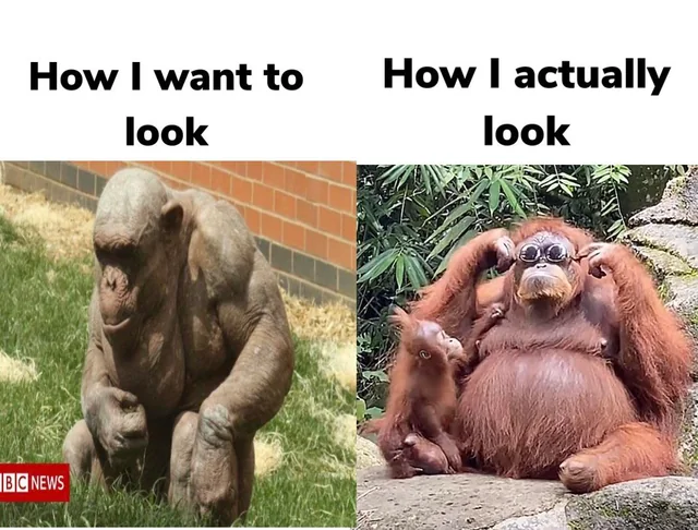 15 Orangutan Memes to Celebrate World Orangutan Day! 13 How I want to look