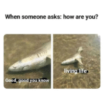 25 Fish Memes That Are the Catch of the Day - Animals
