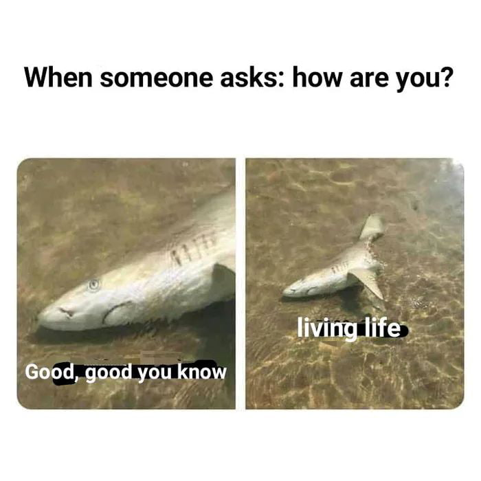 25 Fish Memes That Are the Catch of the Day 9 How are you - Fish Memes