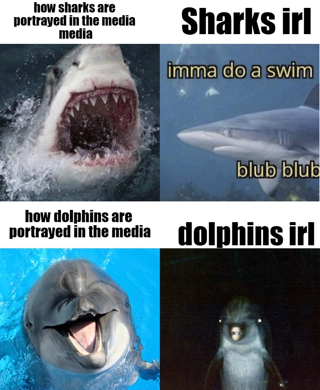 25 Fish Memes That Are the Catch of the Day 10 How sjarks are potrayed - Fish Memes