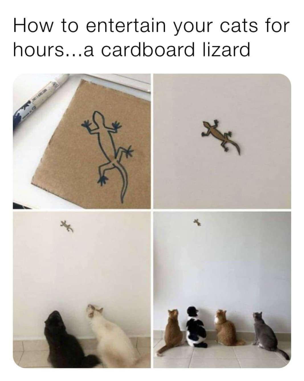 25 Lizard Memes to Honor World Lizard Day 8 How to entertain your cats - Lizard Memes