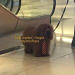 Dog Memes That Will Make You Laugh And Reduce Stress - FG