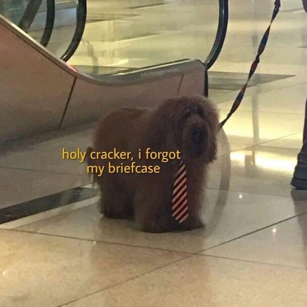 Dog Memes That Will Make You Laugh And Reduce Stress - FG