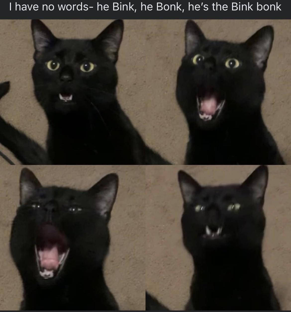 30 Cat Memes to Pounce on for International Cat Day Giggles 16 I have no words - Cat Memes