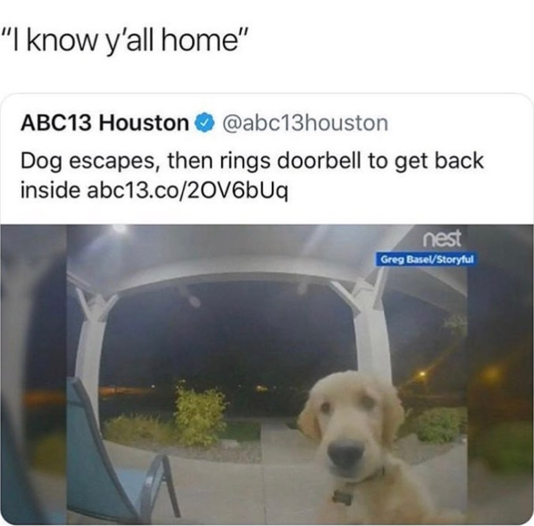 35 Dog Memes That Will Make You Laugh And Reduce Stress 33 I know youall at home