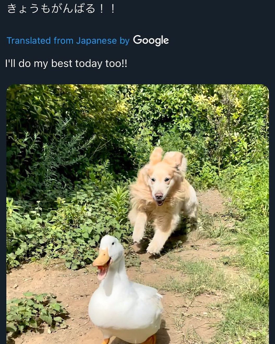 20 Notorious Animal Memes to Add Some Wild Humor to Your Day 7 Ill do my best today - Notorious Animal Memes