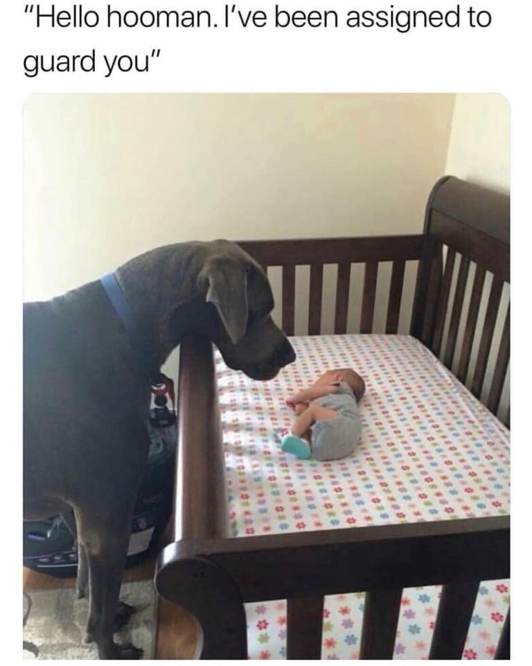 35 Dog Memes That Will Make You Laugh And Reduce Stress 3 Ive been assigned a guard - dog memes