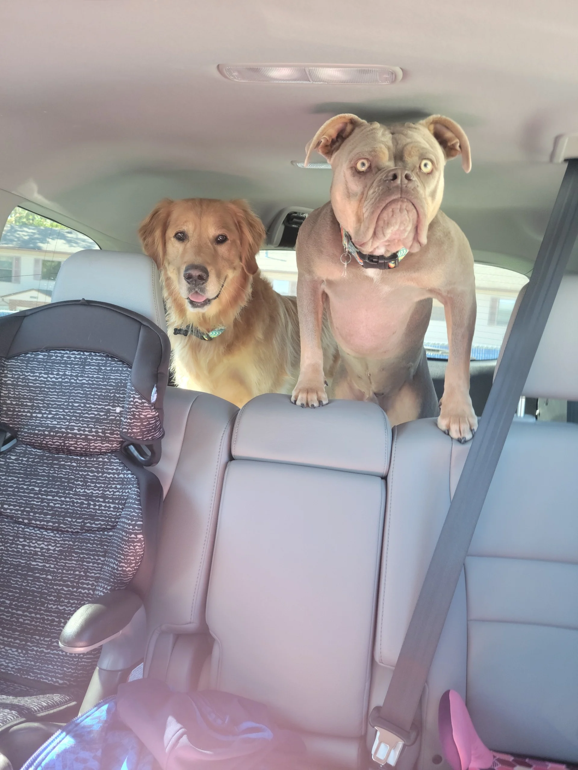 25 Funny Animal Expressions That Look Straight Out of a Cartoon 4 Just going to the park - Funny Animal Expressions