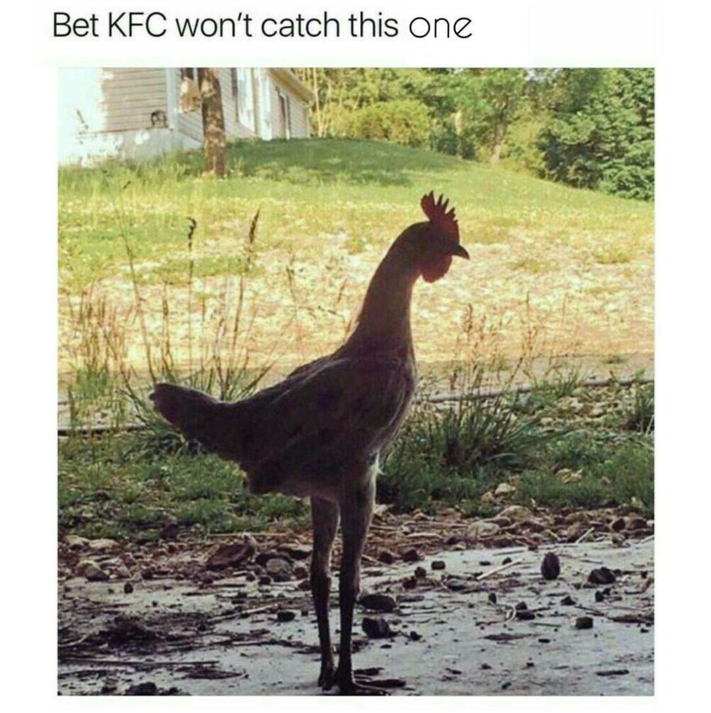 30 Animal Memes That Will Bring Joy To Your Day 27 KFC wont catch this one