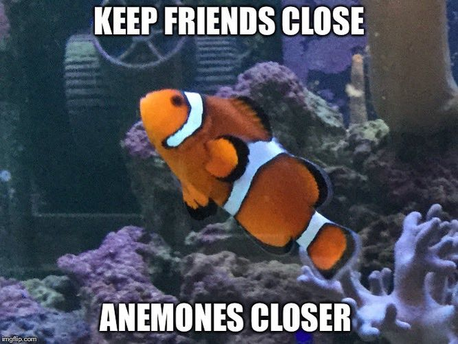 25 Fish Memes That Are the Catch of the Day 12 Keep friends close - Fish Memes