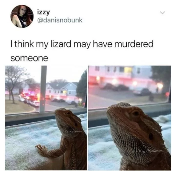 30 Lizard Memes to Honor World Lizard Day 30 Lizard may have murdured someone