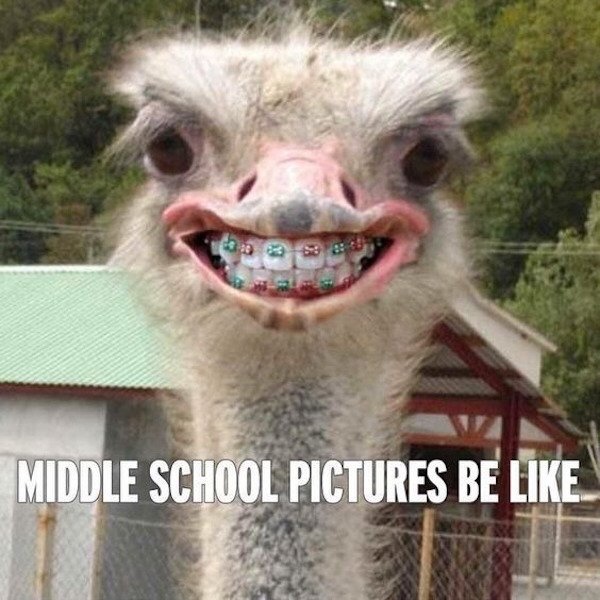 30 Animal Memes That Will Bring Joy To Your Day 10 Middle schol pictures be like - animal memes