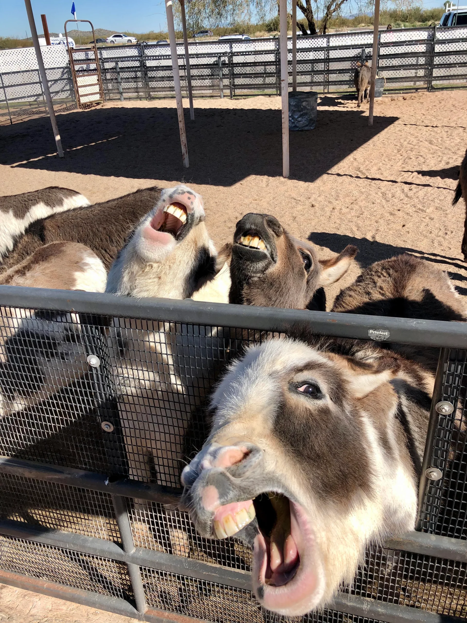 25 Funny Animal Expressions That Look Straight Out of a Cartoon 7 Miniature donkeys never disappoint - Funny Animal Expressions