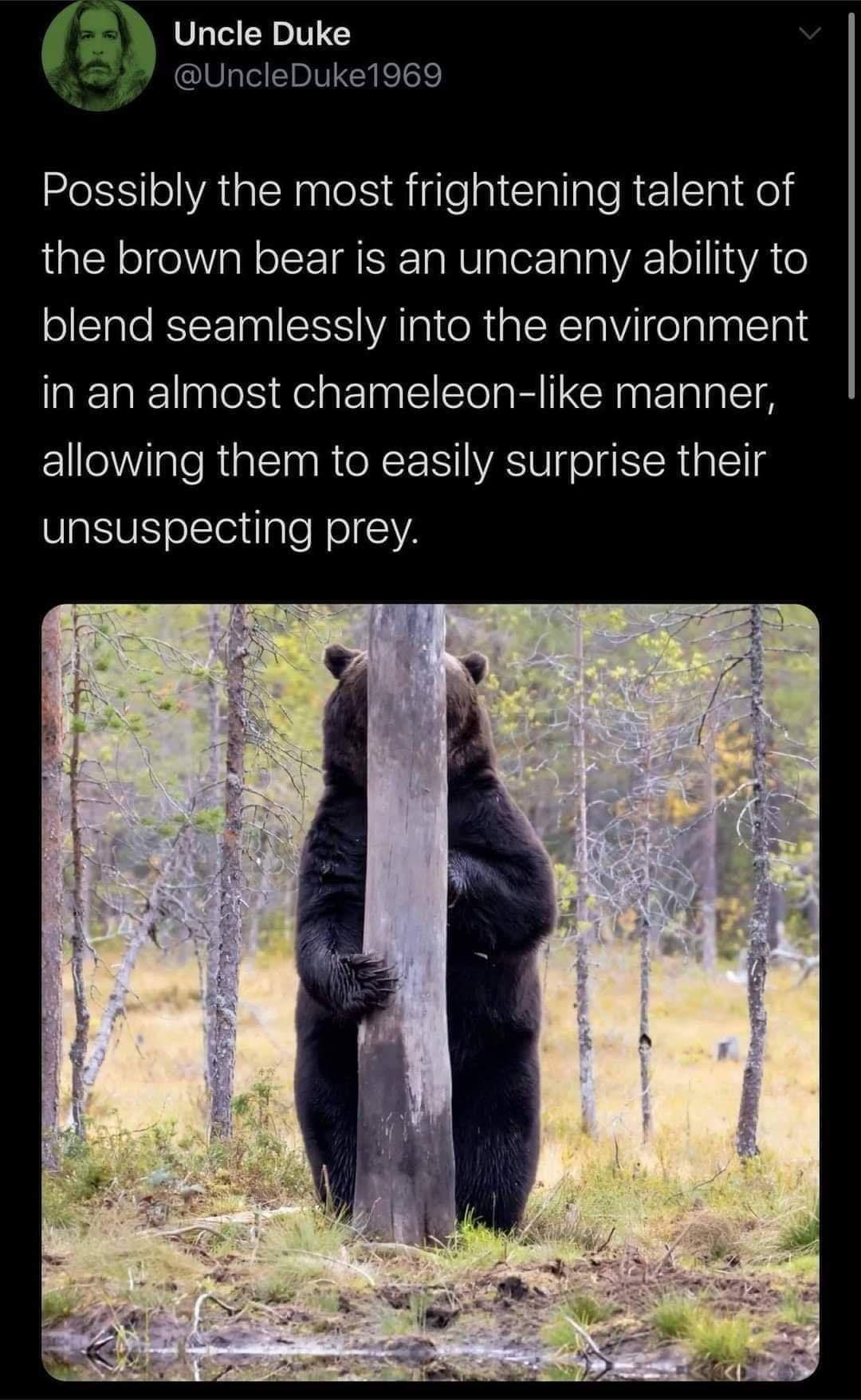30 Animal Memes That Will Bring Joy To Your Day 11 Most frightning talent of a bear - animal memes
