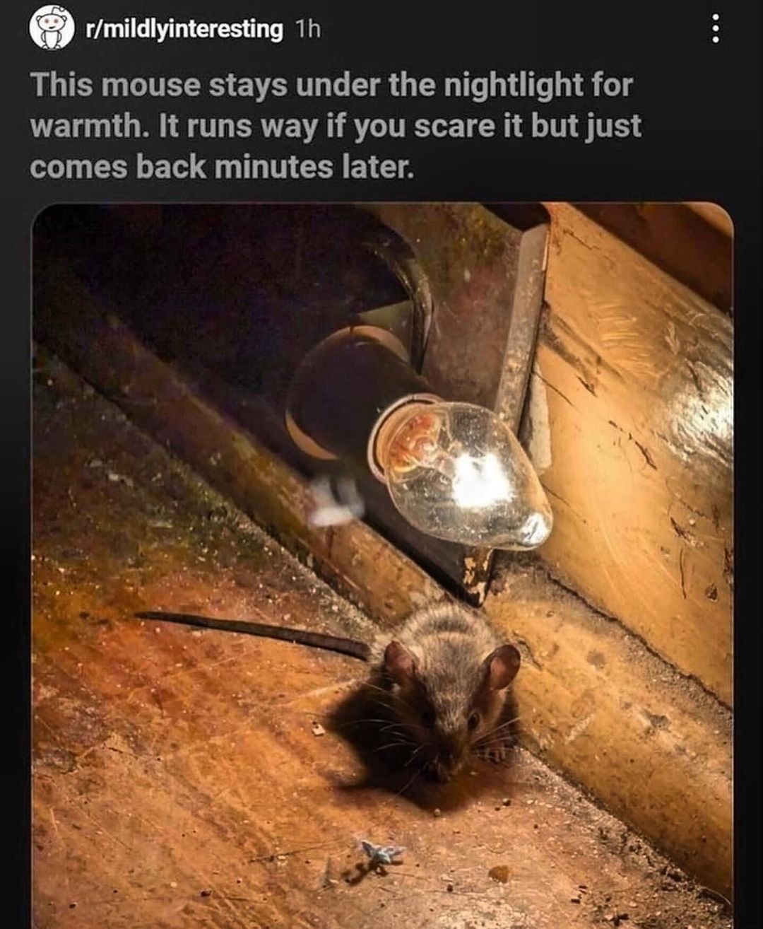 20 Notorious Animal Memes to Add Some Wild Humor to Your Day 8 Mouse stays under light - Notorious Animal Memes