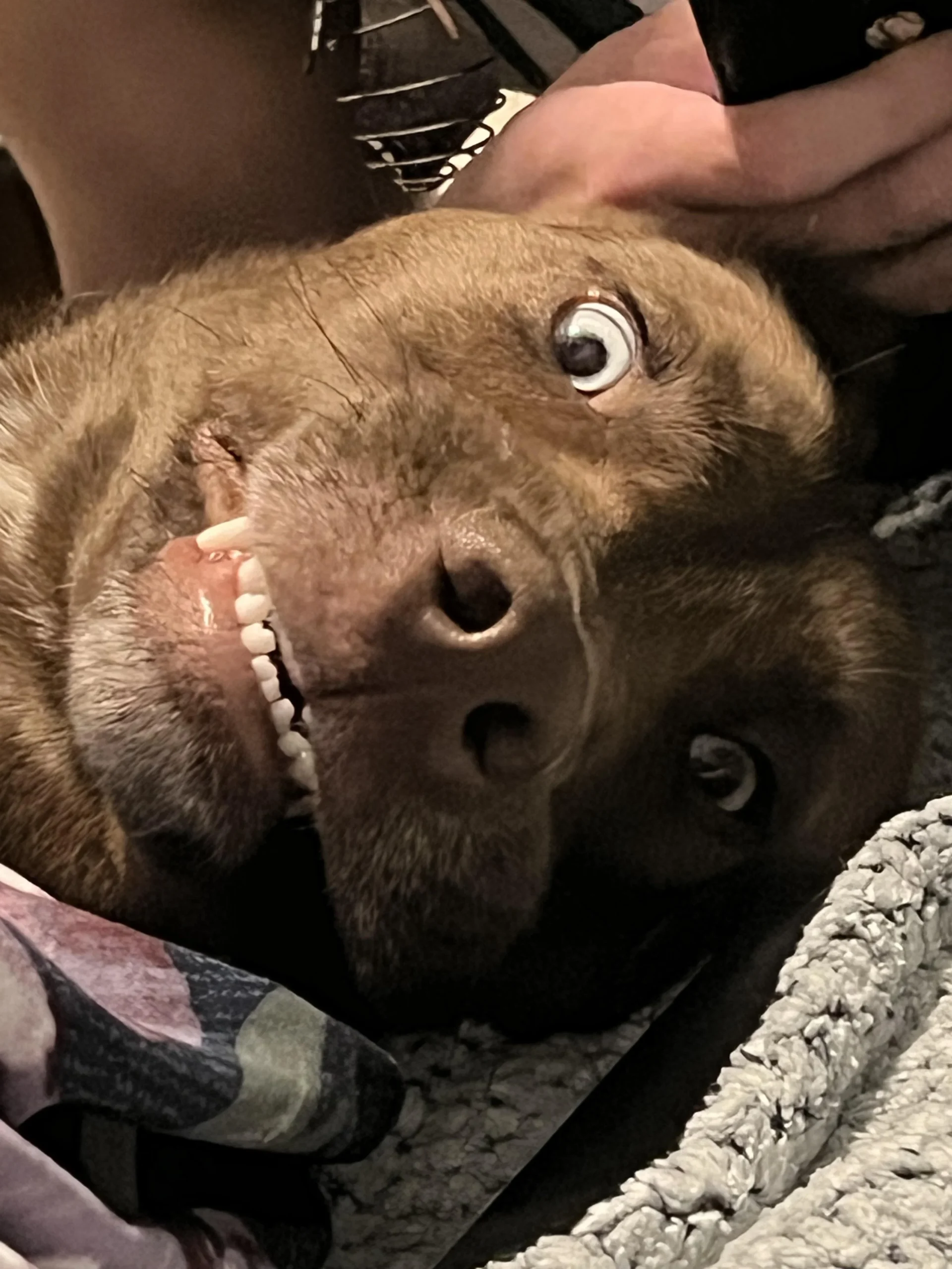 25 Funny Animal Expressions That Look Straight Out of a Cartoon 9 My dawg when asked if he wants to go on a ride to taco bell - Funny Animal Expressions