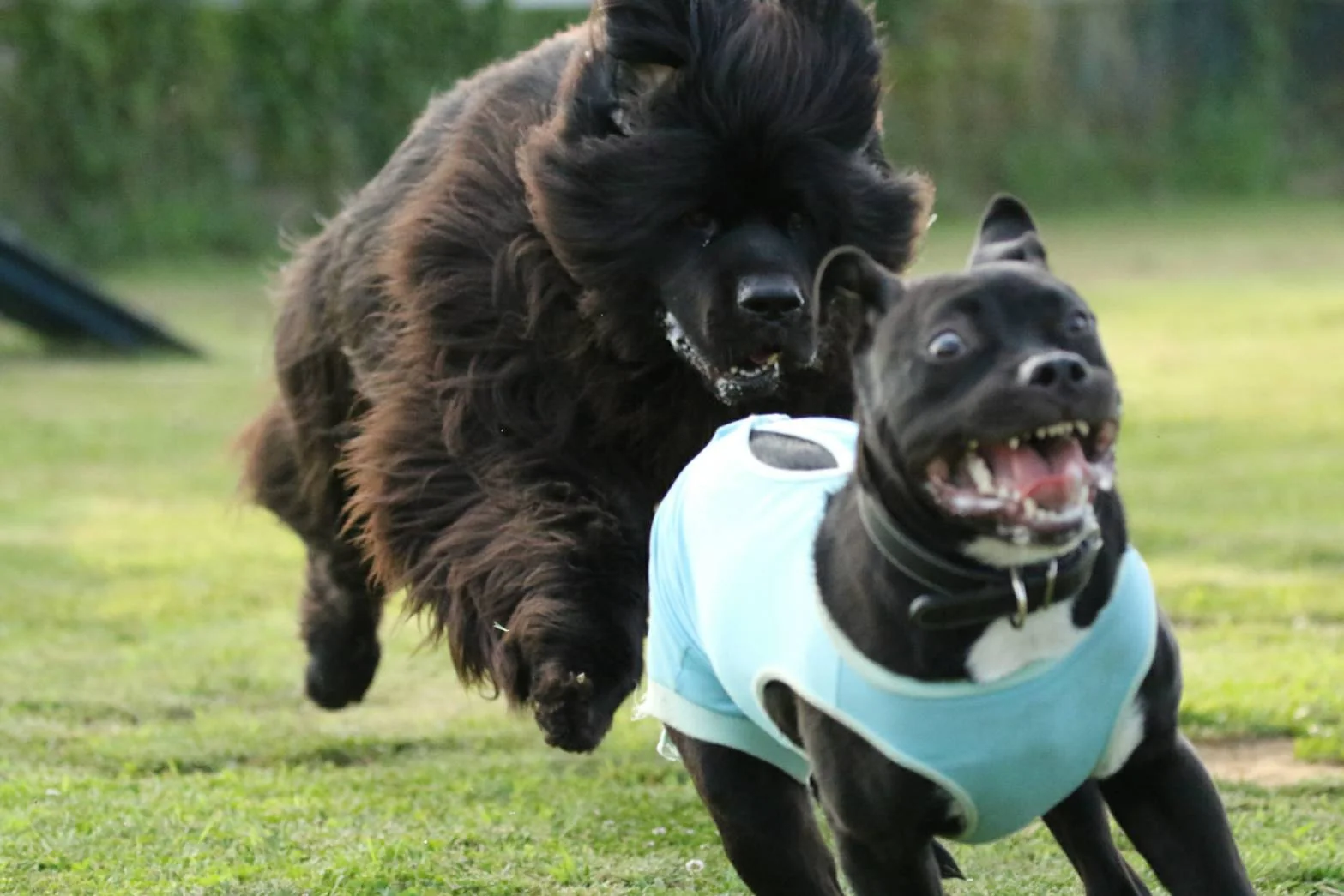25 Funny Animal Expressions That Look Straight Out of a Cartoon 10 My pitbull always thought he was the biggest dog at the dog park. - Funny Animal Expressions