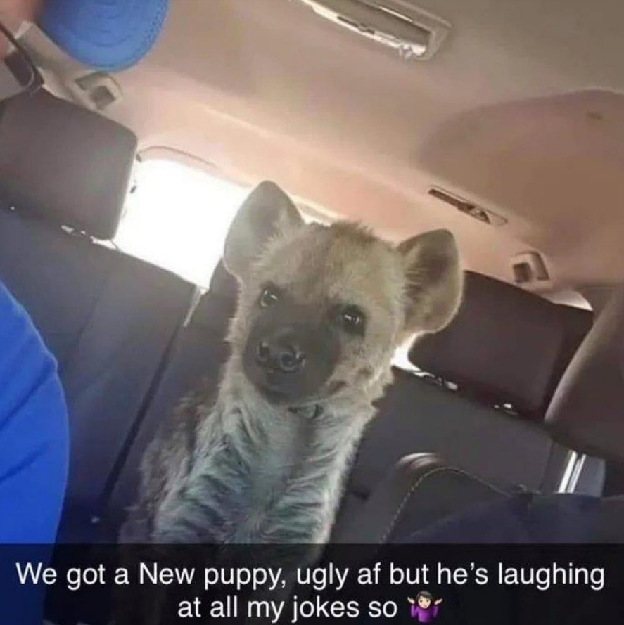 20 Lighthearted Memes That Won’t Leave You Short on Laughs 10 New puppy - Lighthearted Memes