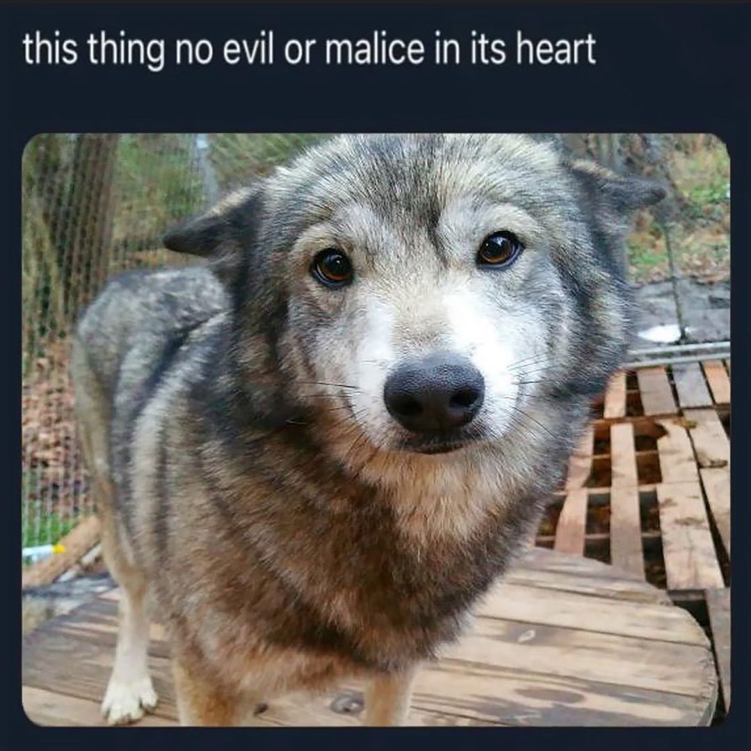 20 Notorious Animal Memes to Add Some Wild Humor to Your Day 9 No evil or malice - Notorious Animal Memes