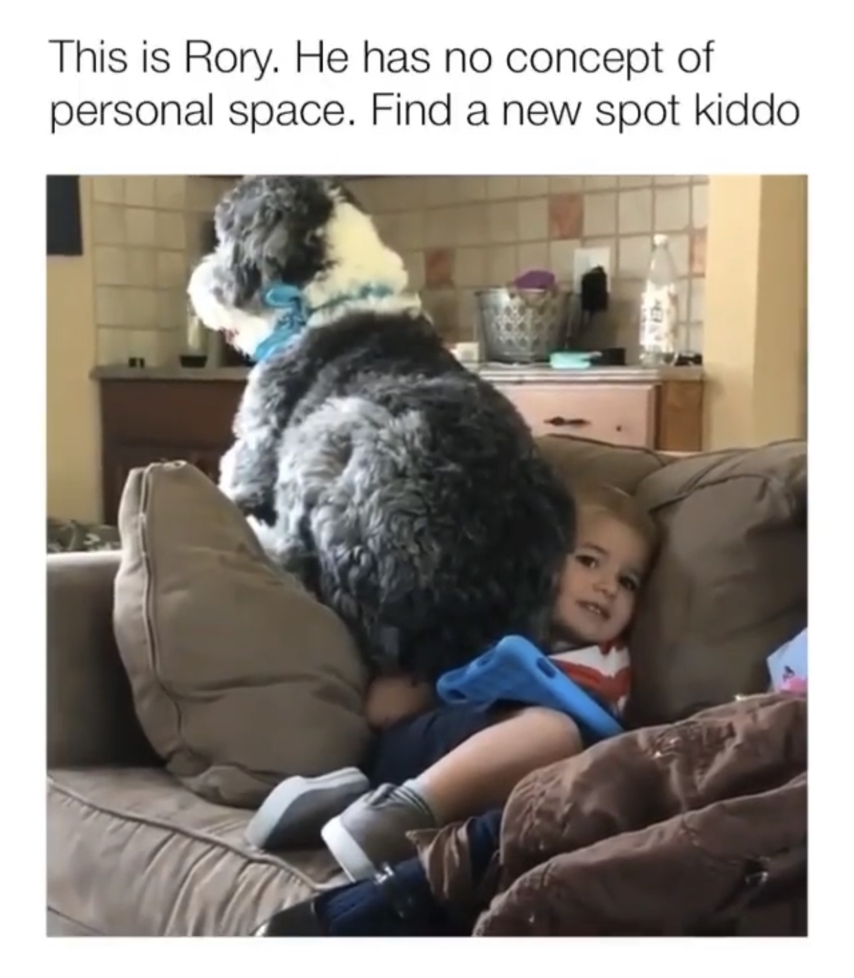 35 Dog Memes That Will Make You Laugh And Reduce Stress 8 No personal space - dog memes