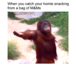 Orangutan Memes - FG