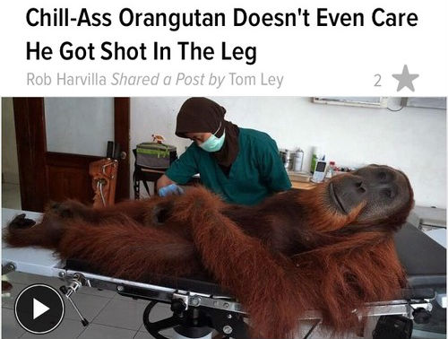 10 Orangutan Memes to Celebrate World Orangutan Day! 3 Orangutan chill - Orangutan Memes