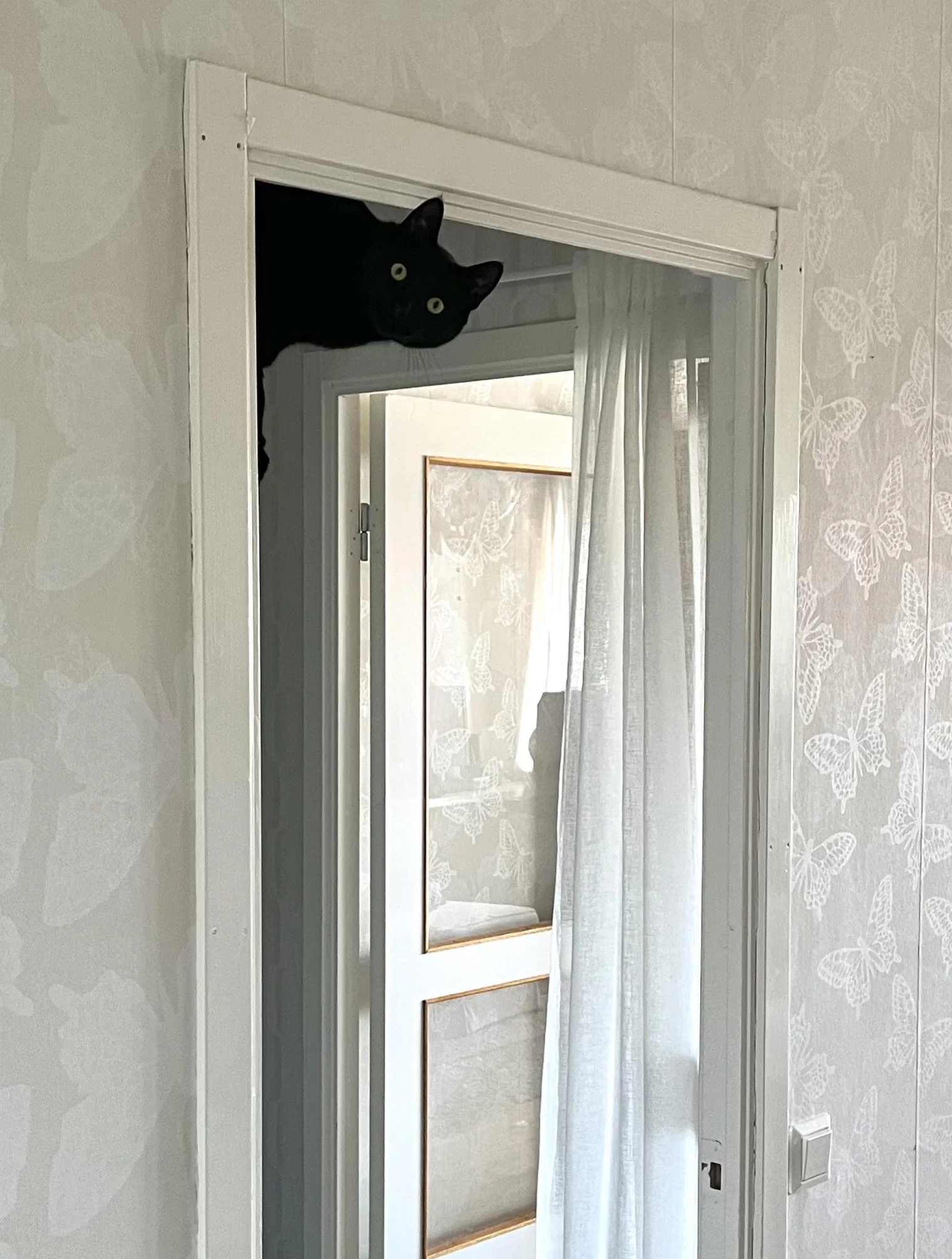 25 Funny Animal Expressions That Look Straight Out of a Cartoon 12 Our cat often hangs out like this - Funny Animal Expressions