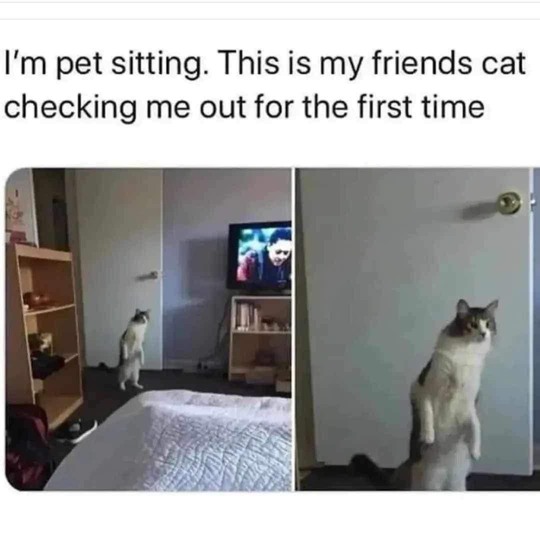 30 Cat Memes to Pounce on for International Cat Day Giggles 22 Pet sitting - Cat Memes