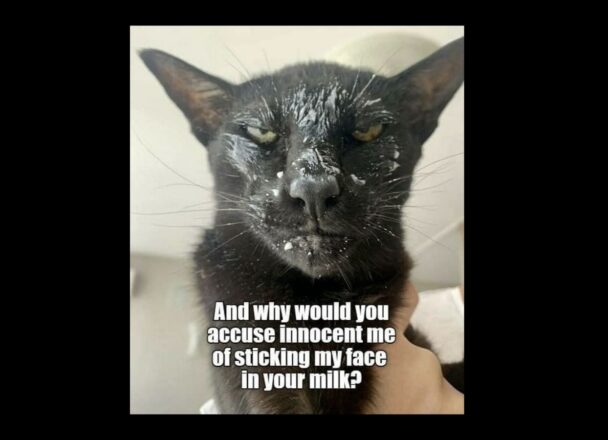 Reasons Why You Need To Quit Your Job And Become A Cat - FG.jpeg
