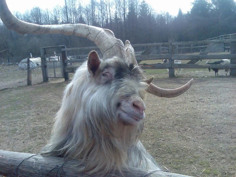 25 Funny Animal Expressions That Look Straight Out of a Cartoon 15 Ridiculously Photogenic Goat - Funny Animal Expressions