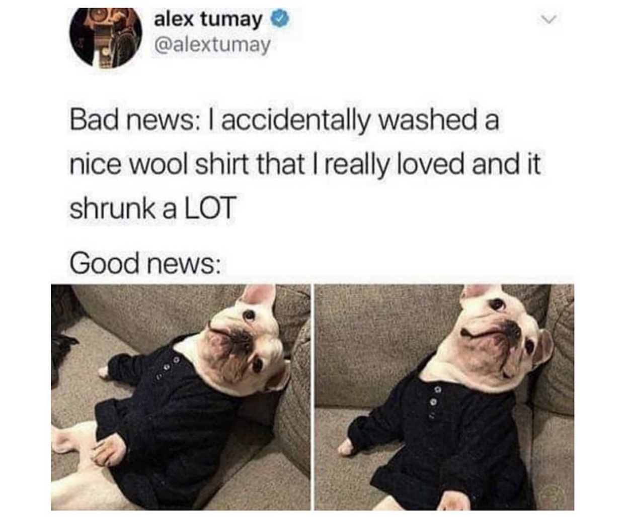 35 Dog Memes That Will Make You Laugh And Reduce Stress 12 Shrunk shirt - dog memes